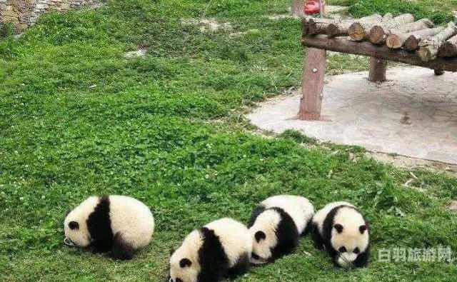 大熊猫动物园的位置在哪（大熊猫园在哪里）