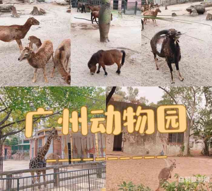 广州动物园广州长隆动物园（广州动物园 长隆动物园）