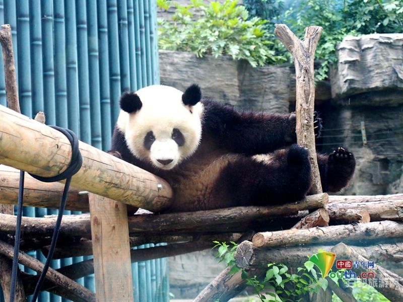 国家熊猫动物园（熊猫动物园在哪里）