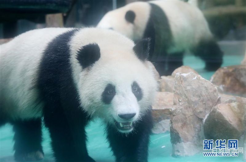 大熊猫在动物园生活环境（大熊猫在动物园生活环境怎么样）