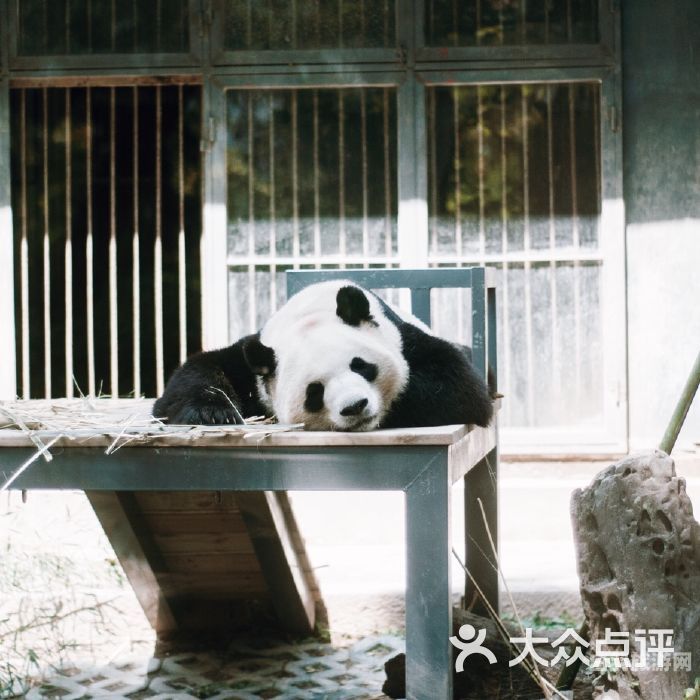 动物园丝熊猫（盈科电器深圳有限公司）