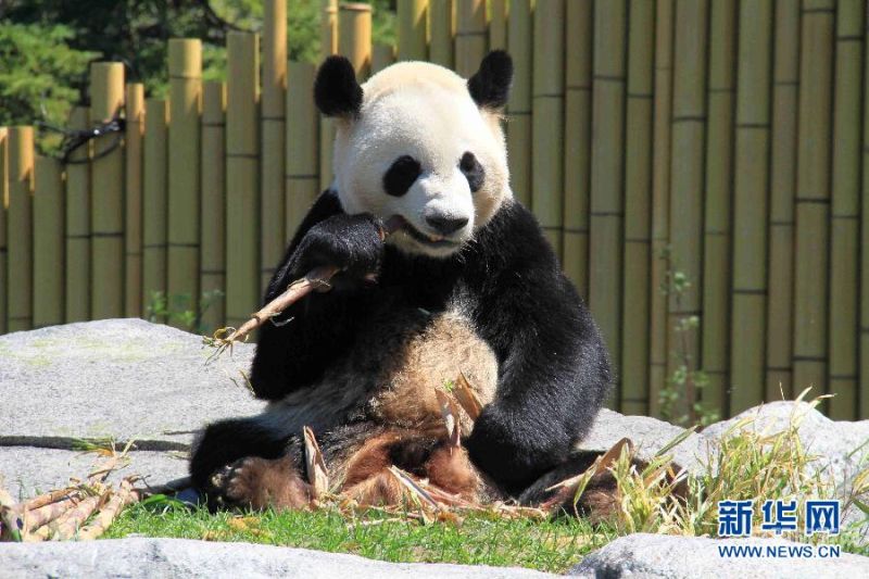 巴黎动物园熊猫（巴黎国宝动物）
